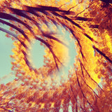 A Hawk And A Hacksaw : Forest Bathing (LP, Album)