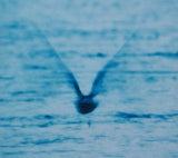 Ryo Fukui : Mellow Dream (CD, Album, RE, RM)