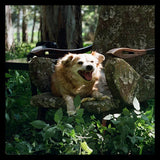 בין ההריסות / קלפטומנים : בין ההריסות / קלפטומנים (LP, Album)