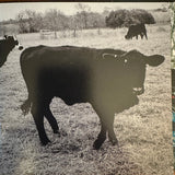 Khruangbin : The Universe Smiles Upon You ii (CD, Album)