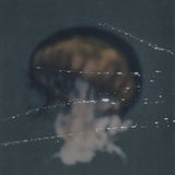 Paula Frazer : Indoor Universe (CD, Album)
